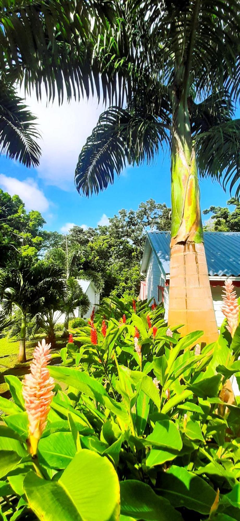 Caraibes Cottage Grenat Piscine Privee 900M De Grande Anse Деше Экстерьер фото